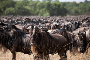 http://www.dreamstime.com/stock-photo-wildebeest-gathering-migration-masai-mara-kenya-image41366787#res10243859